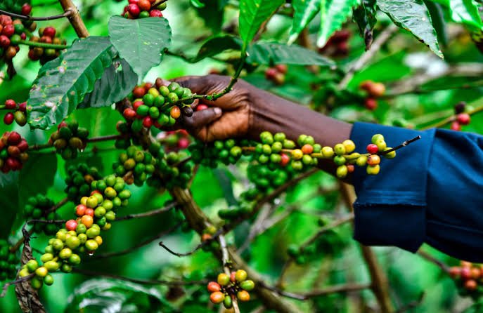A farmer harvesting coffee cherries from a branch
